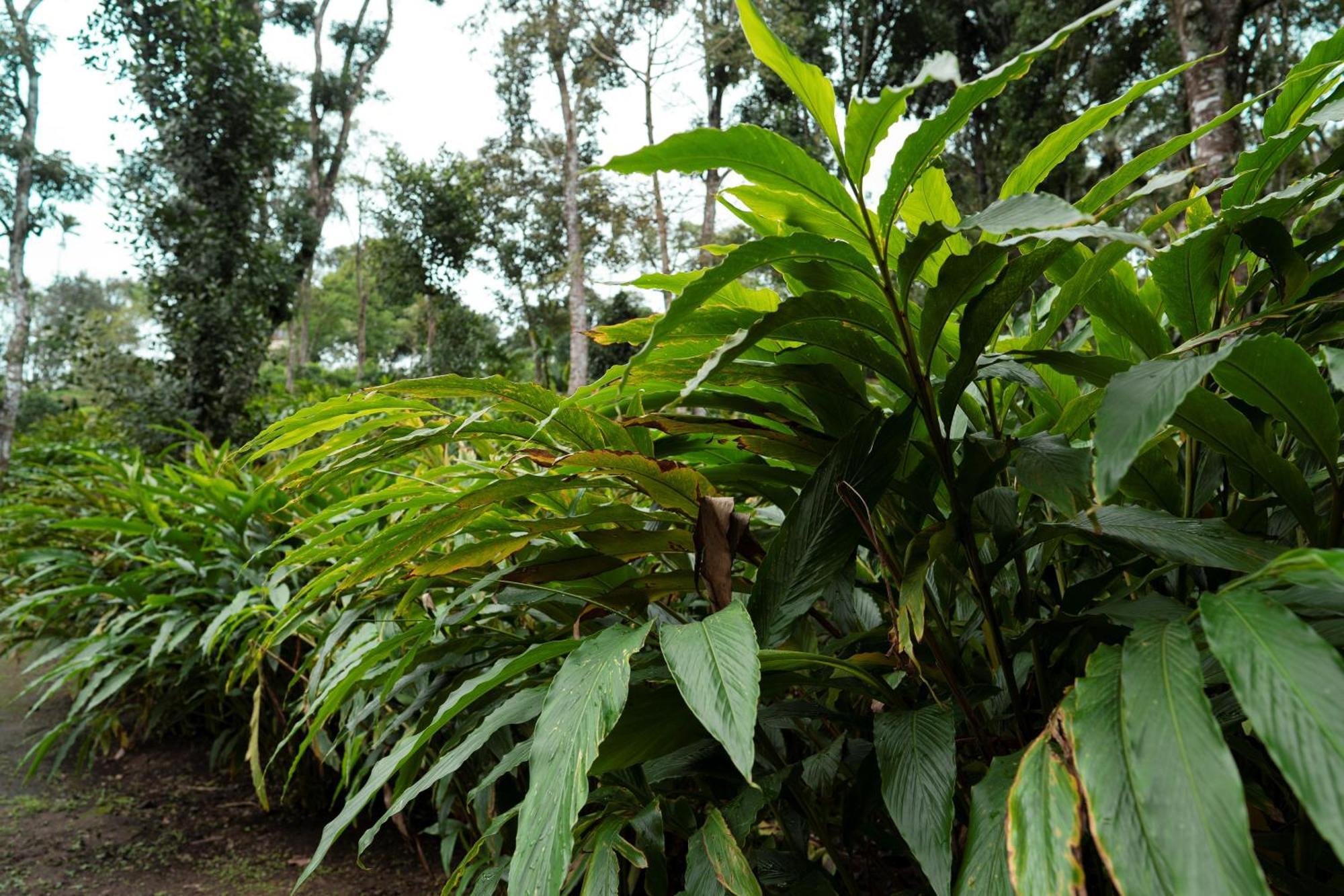 Carmelia Haven Resort Thekkady Dış mekan fotoğraf
